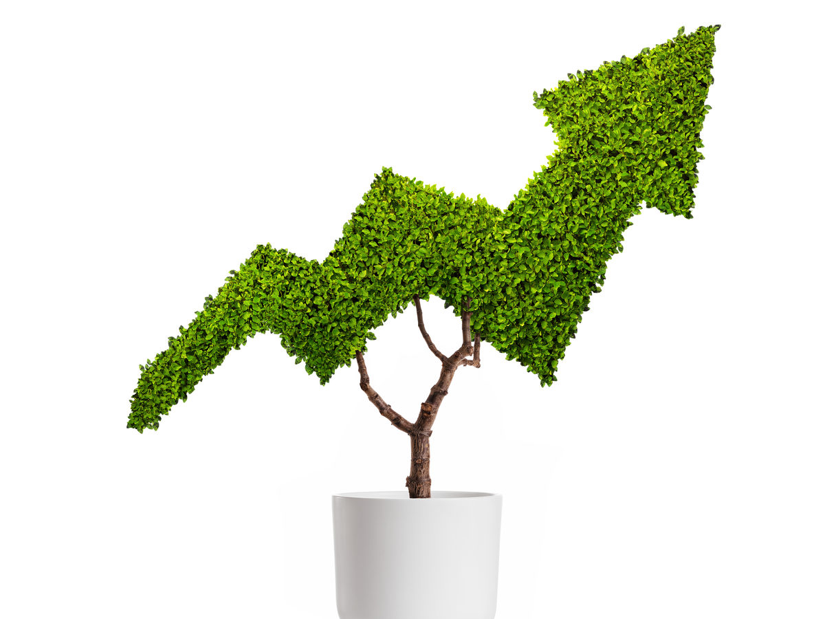 Plant growing in the shape of a rising arrow